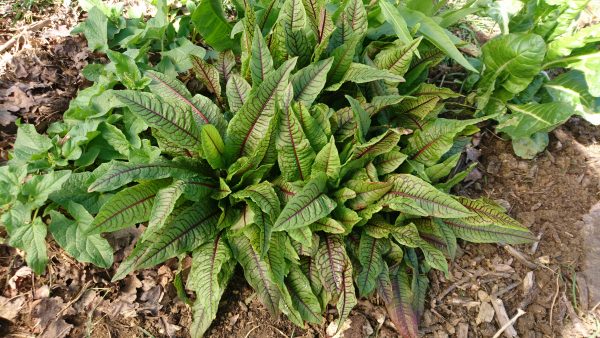 Oseille sanguine