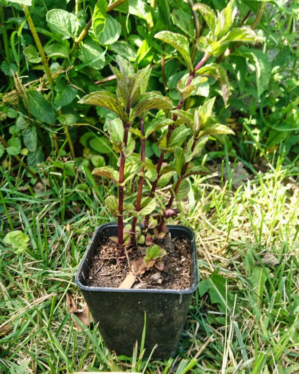 Plant de menthe chocolat