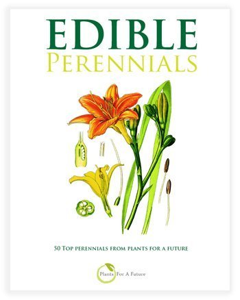 Perennial_Cover_eBook