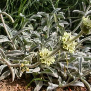 Sideritis syriaca